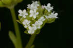 Beaked cornsalad